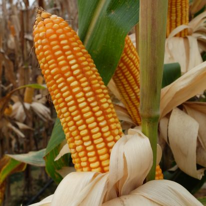 Field Crops